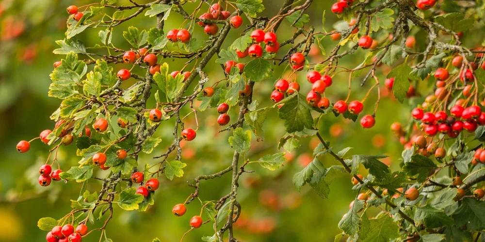 potential-ingredients-hawthorn.jpg
