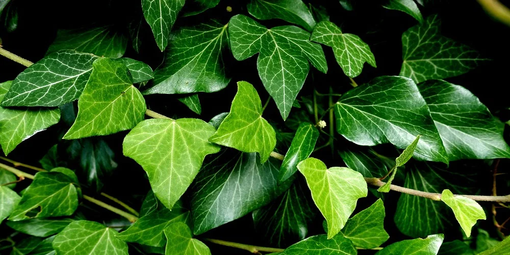 potential-ingredients-ivy.jpg