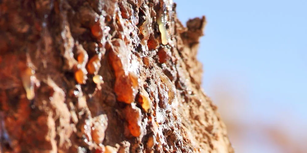 potential-ingredients-frankincense.jpg