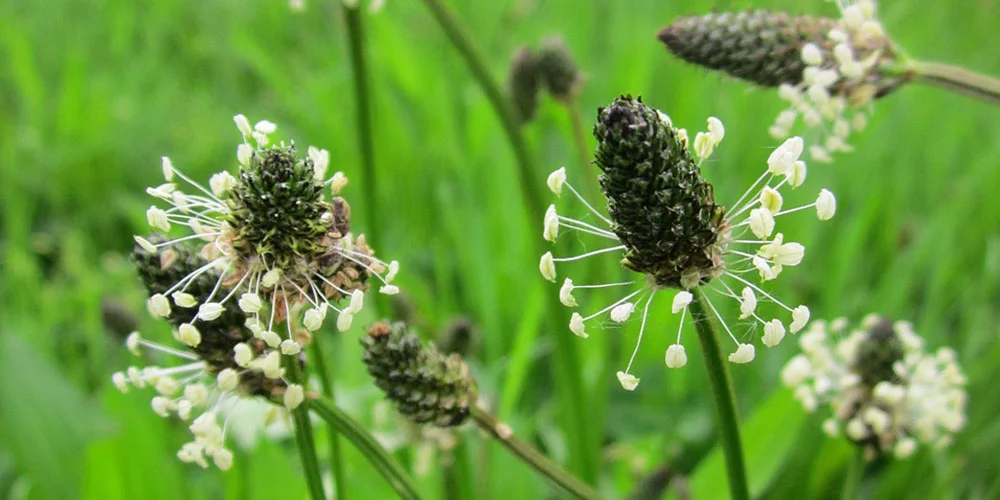 Ribwort
