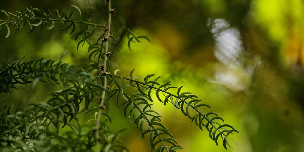 potential-ingredients-ribwort.jpg
