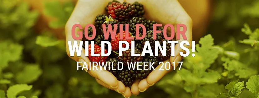 Champions of sustainability for wild plant harvesting unite during first ever “FairWild Week”