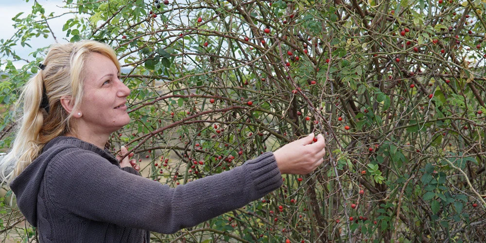 serbia-rosehips-plantamell.jpg