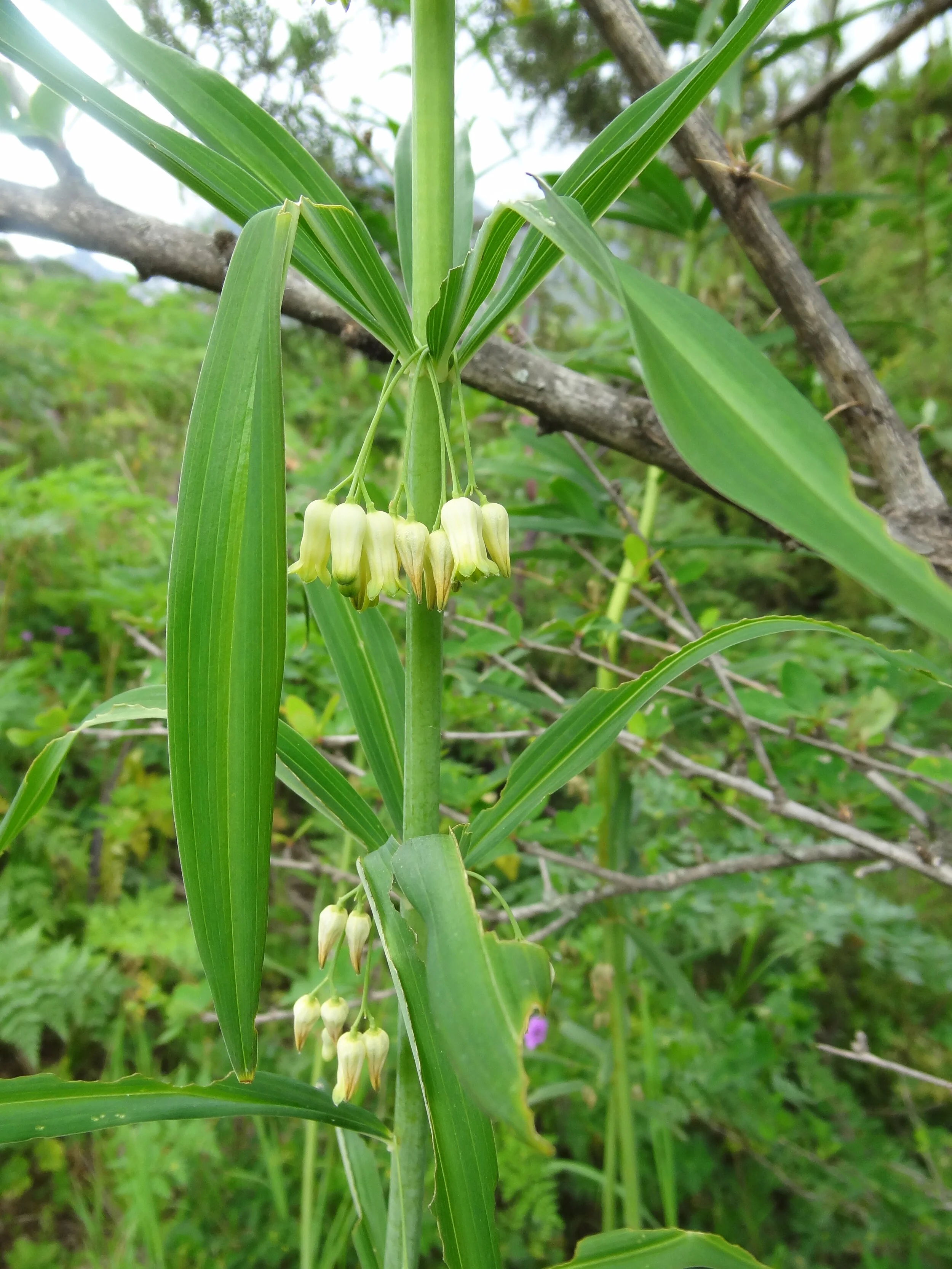 Himalayan Solomon's Seal