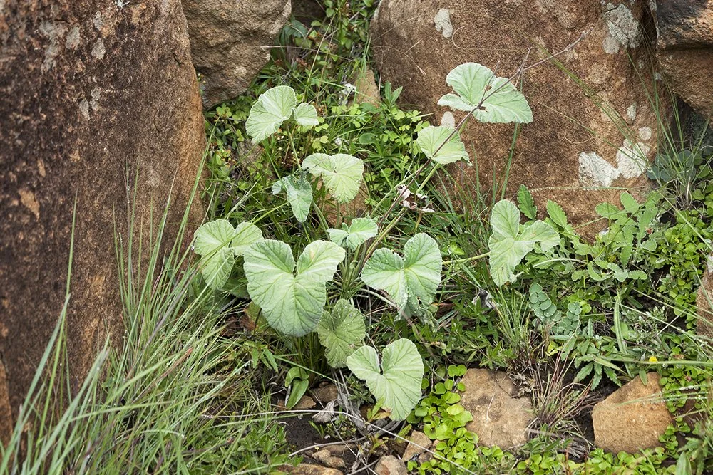 parceval IMG_9624-landscape.jpg