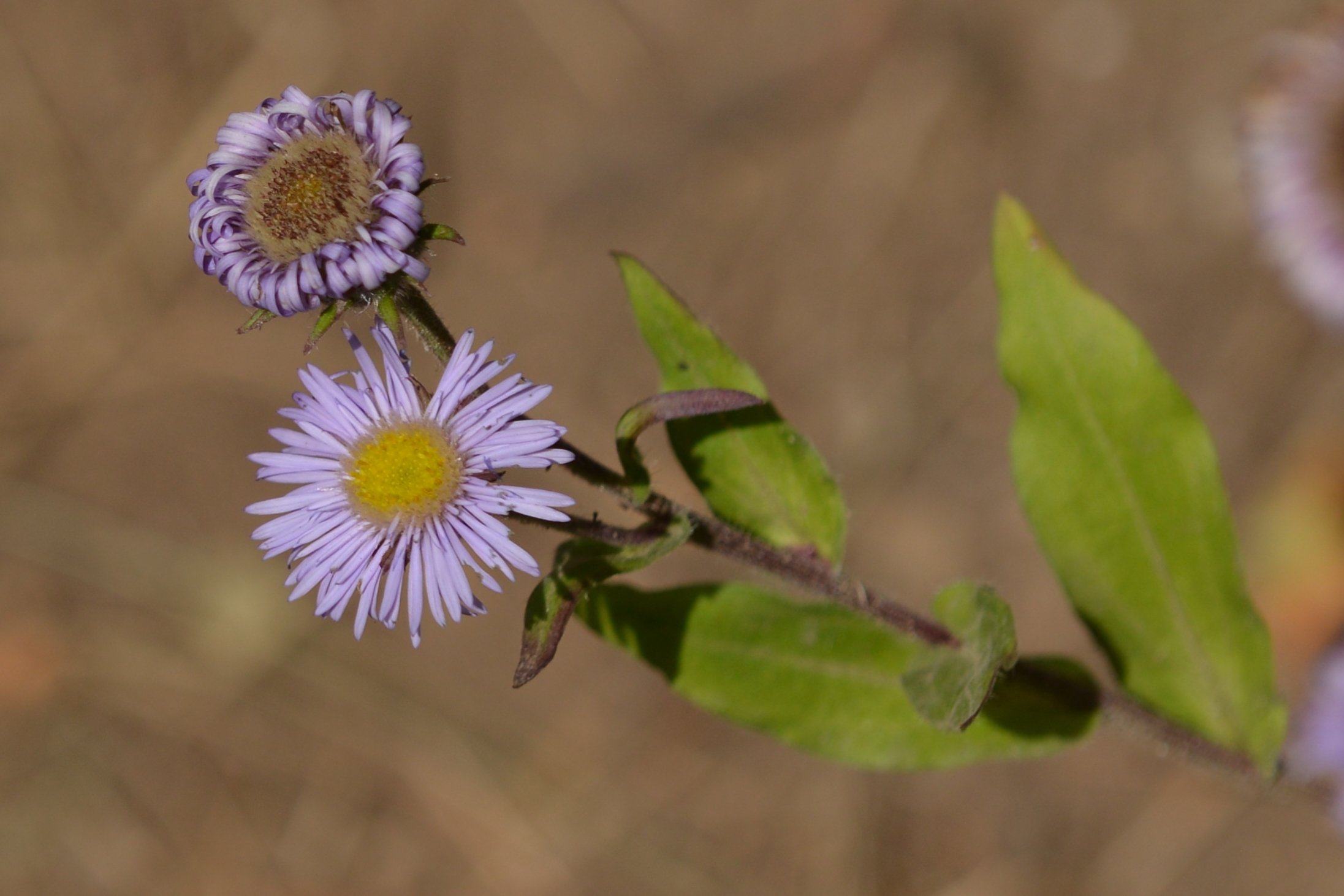 NP07_Aster_at_jatamansi_collection_area_Phurkisalla_D810_191018.JPG