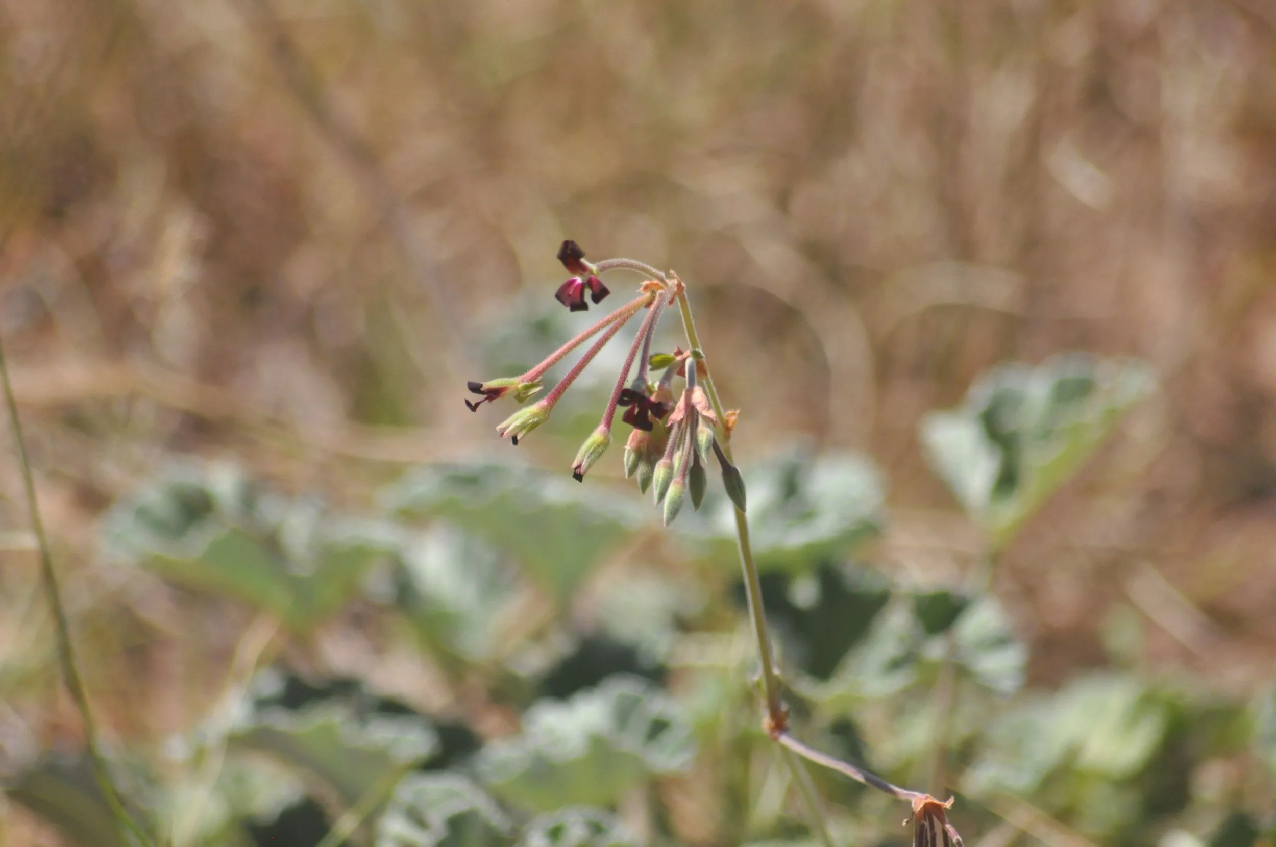 Afrigetics is now FairWild certified for Pelargonium sidoides extract