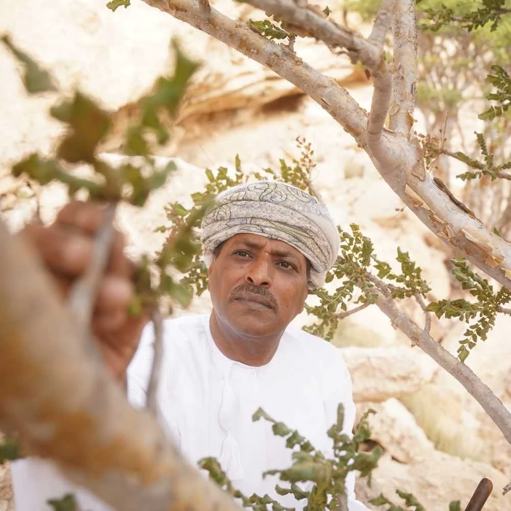 How Ethical Harvesting Protects Indigenous Perfume Practices - Scento, February 2026