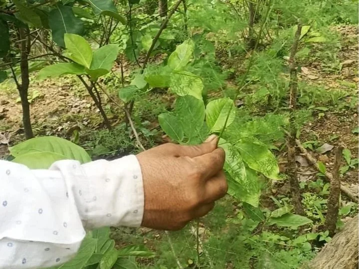 Herb Artizan Pvt Ltd supplier