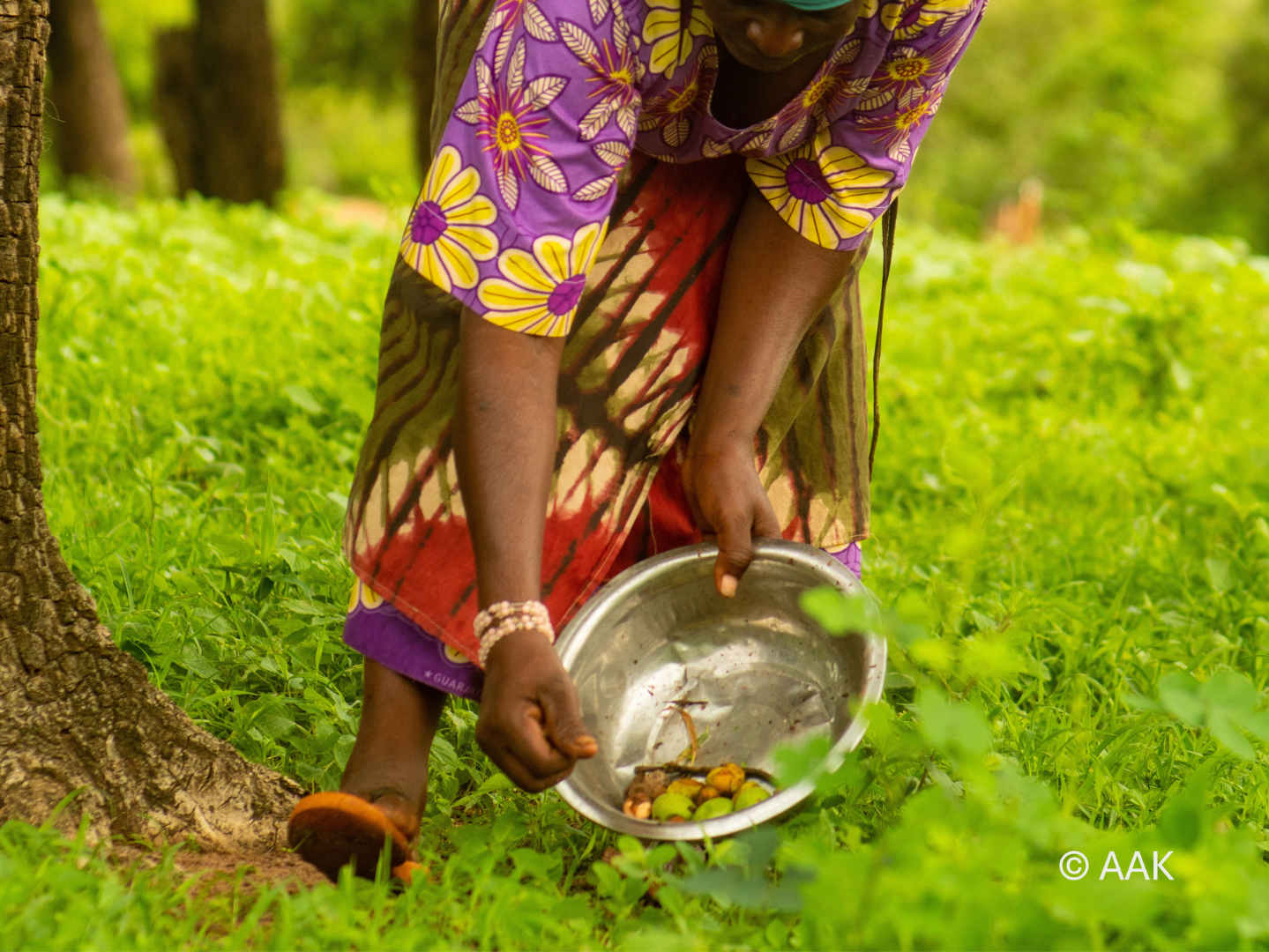 FairWild™ Accreditation for AAK Personal Care Shea-Based Emollients. 