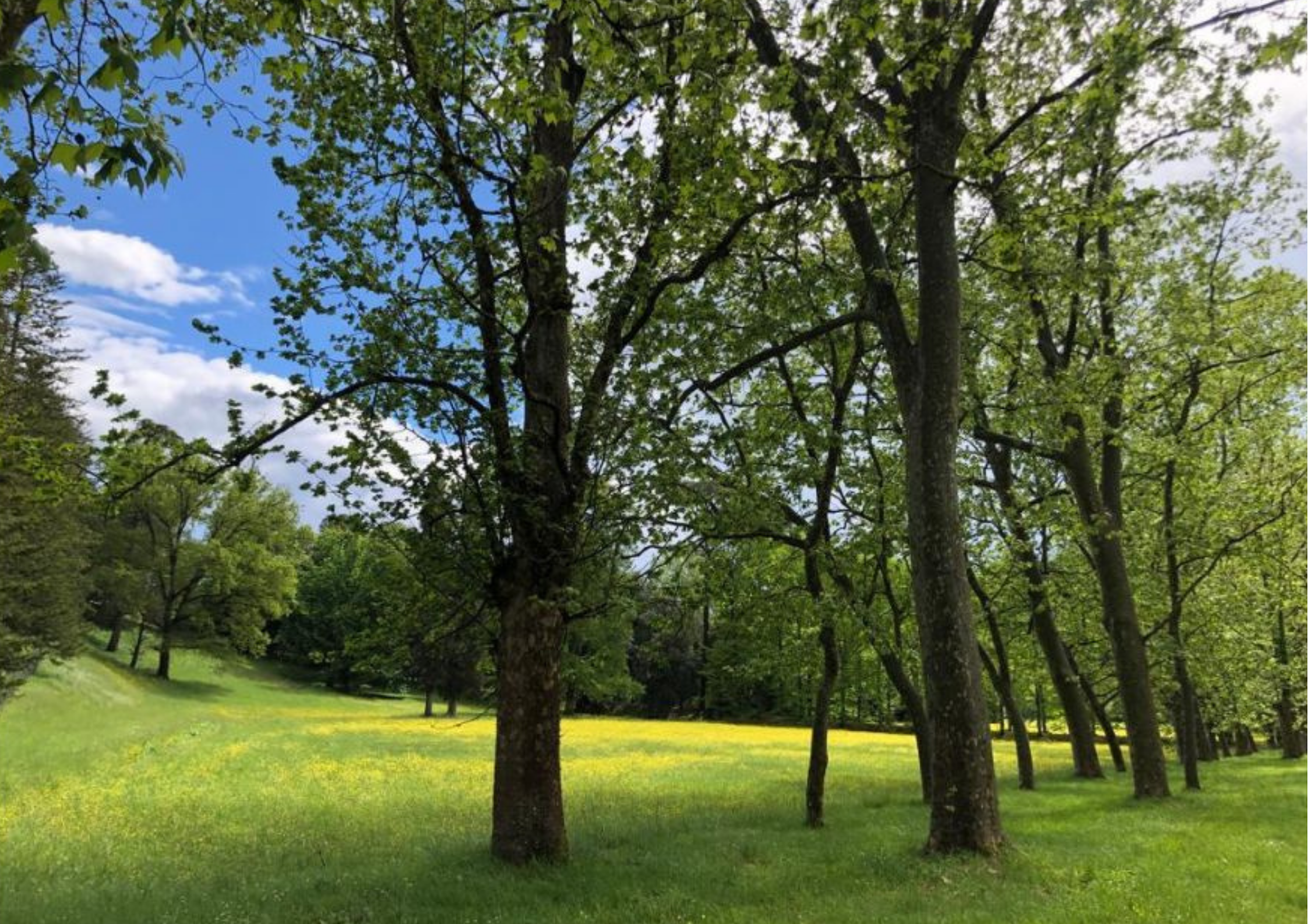 Tenuta di Camugliano