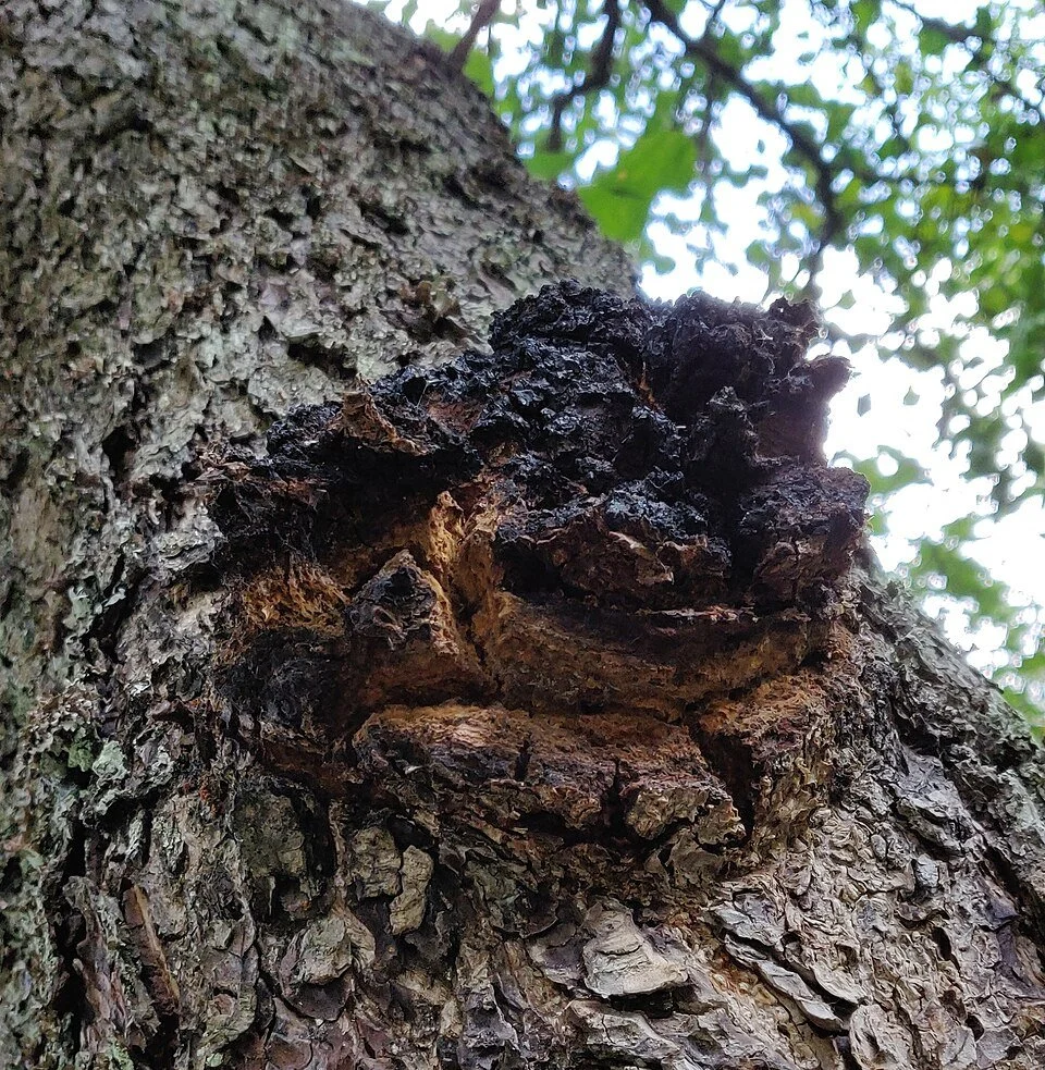 Chaga Mushroom