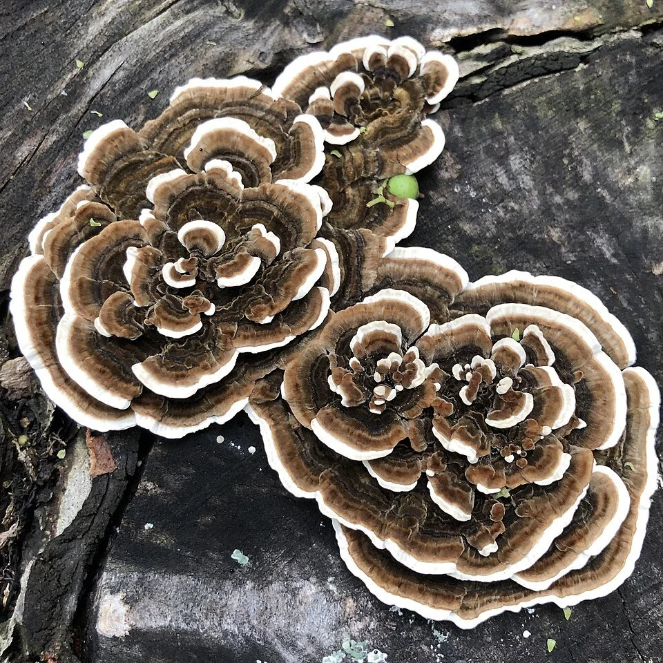 Turkey Tail Mushroom
