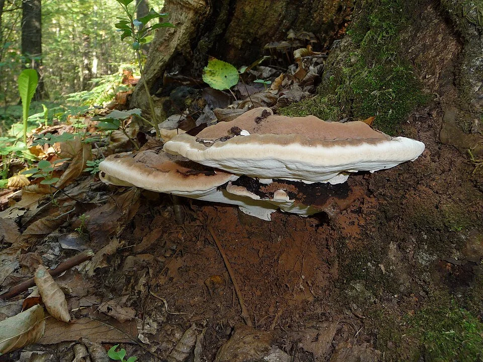 Artist Conk Mushroom 