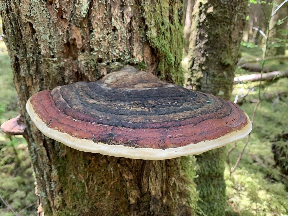 Red-Belted Polypore Mushroom