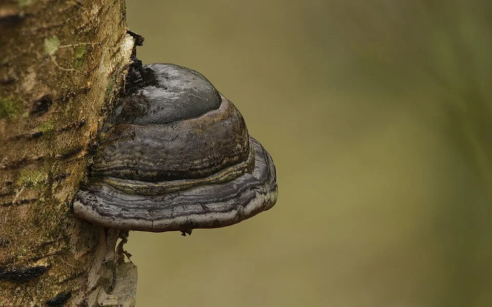 Horsehoof Mushroom