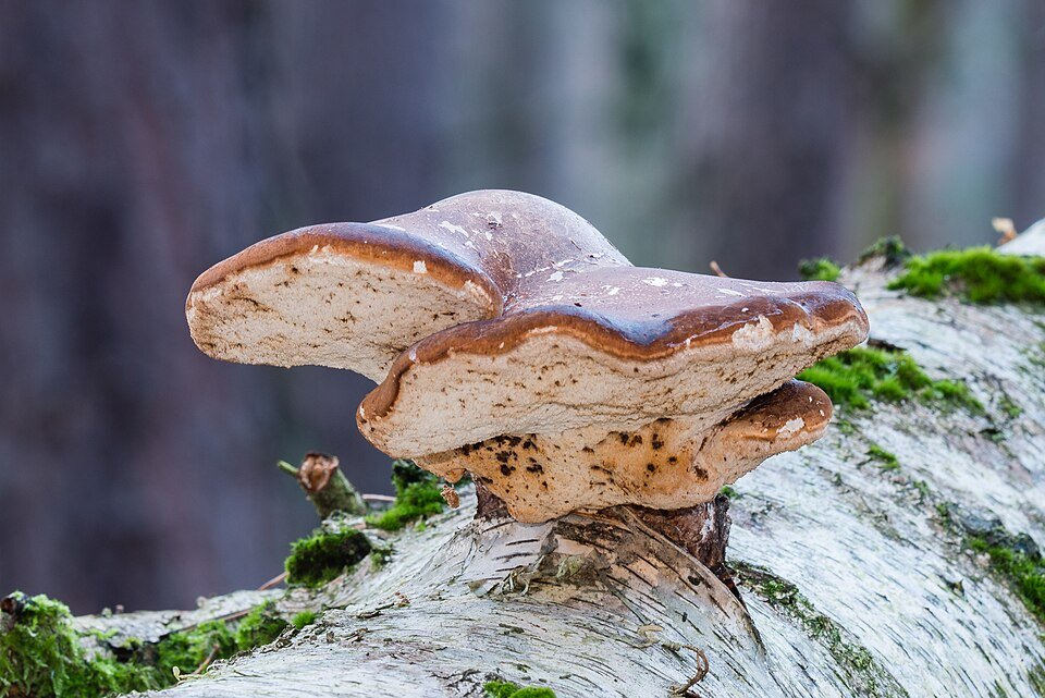 Birch Polypore Mushroom