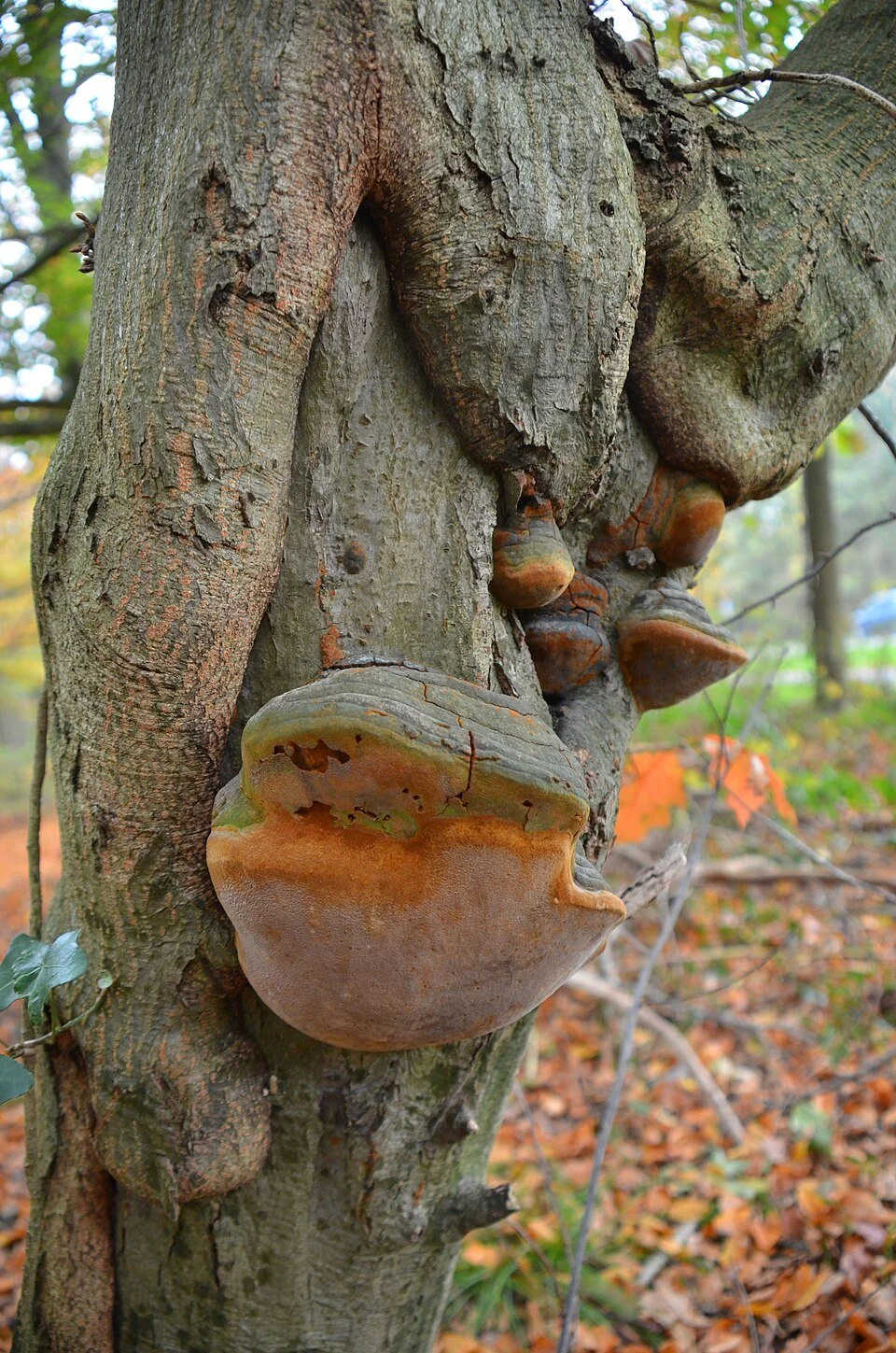 Willow Bracket Mushroom