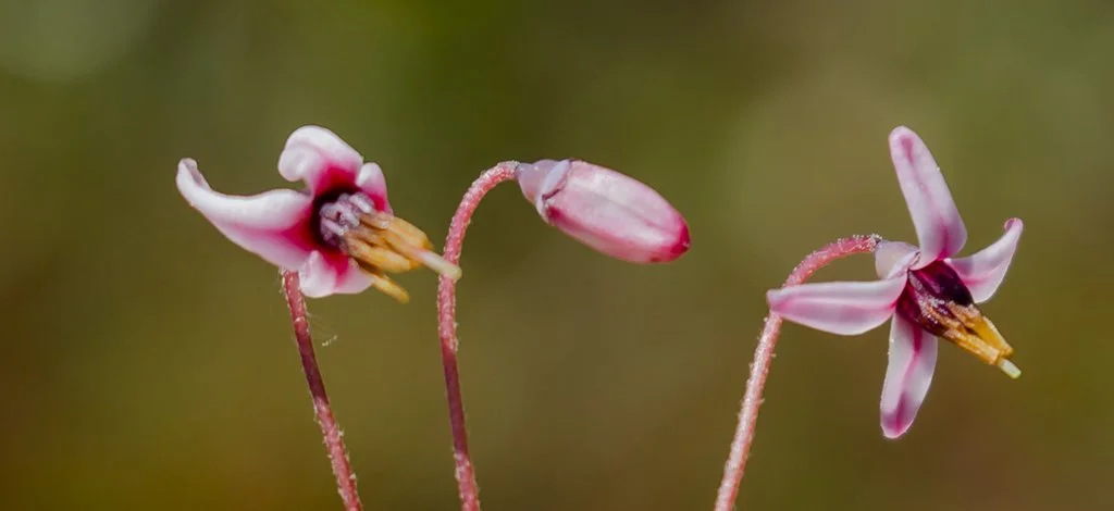 Cranberry