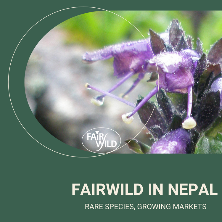 FairWild in Nepal: Rare Species, Growing Markets
