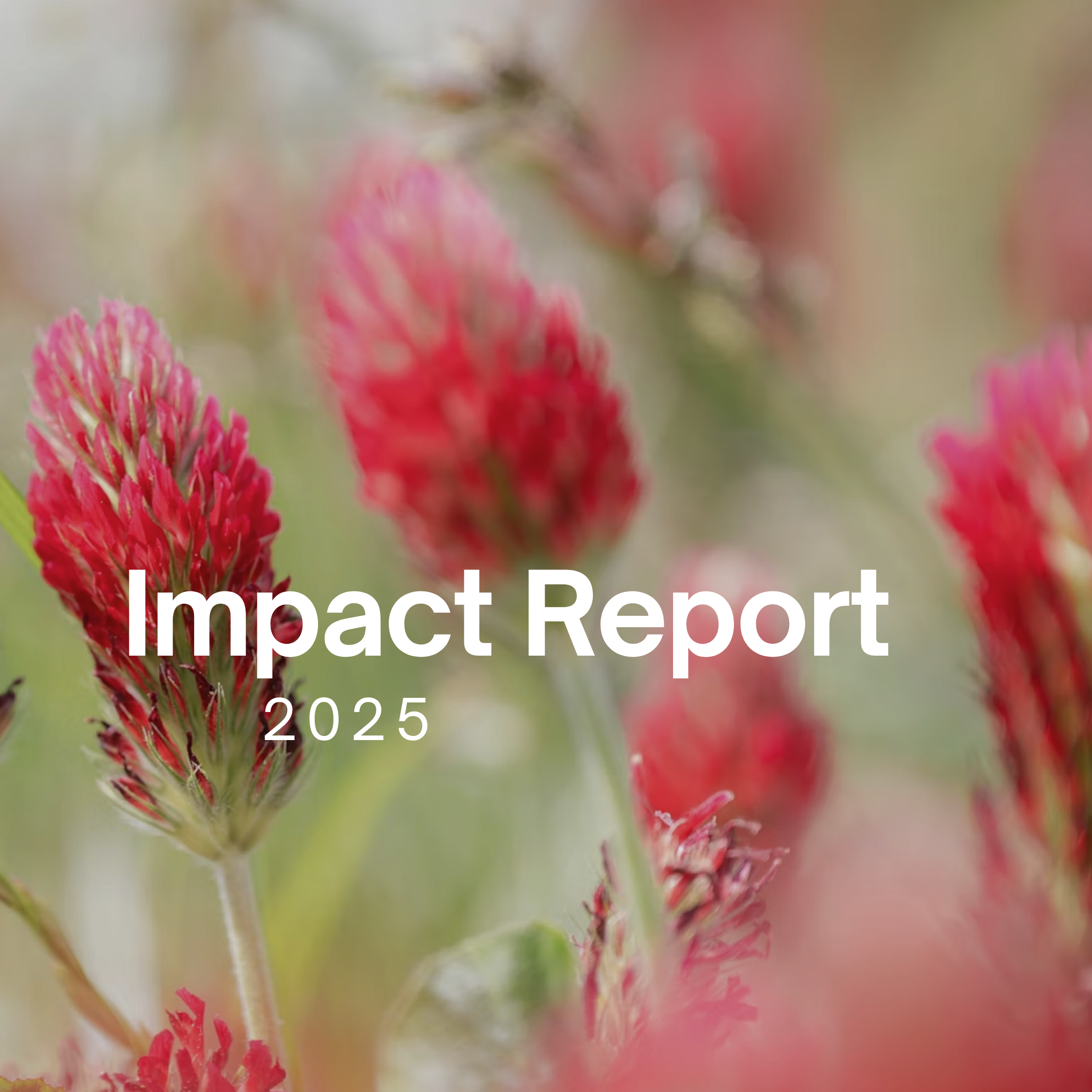 FairWild Impact Report 2025