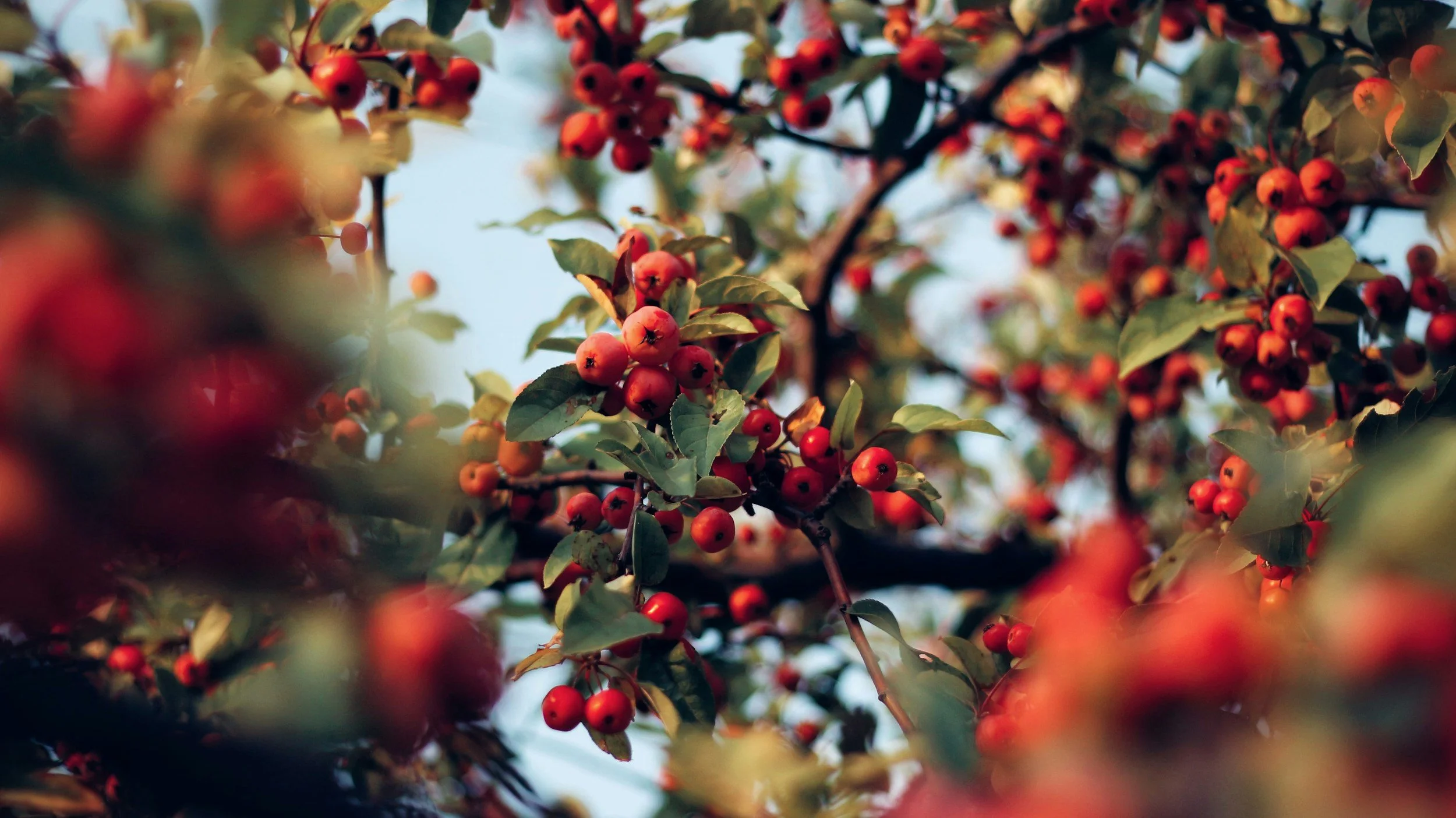 Organic Rosehip Lesotho PTY Ltd. 