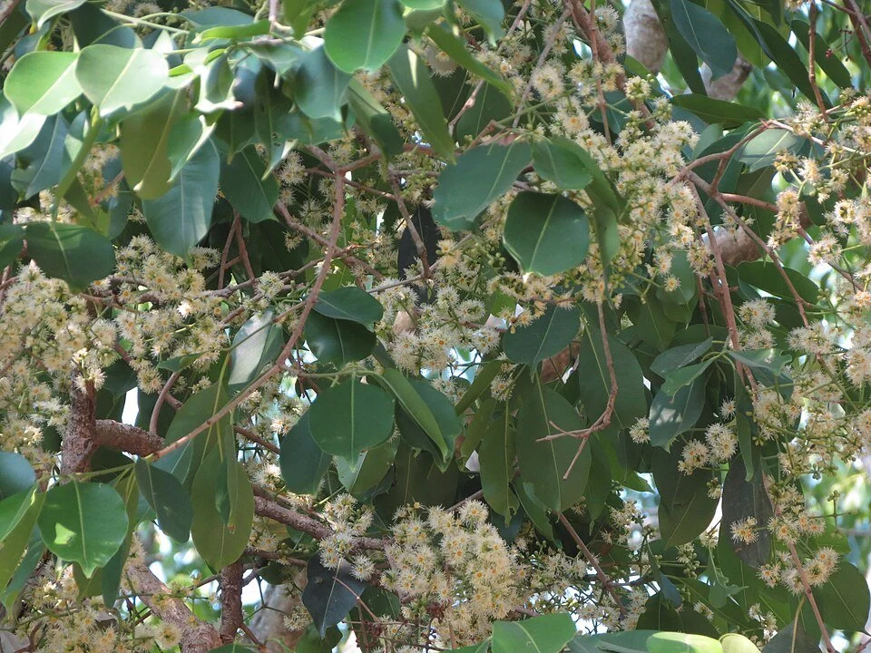 Jamun 