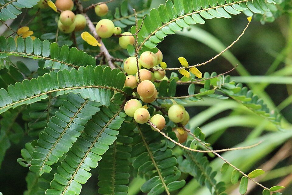 Amla