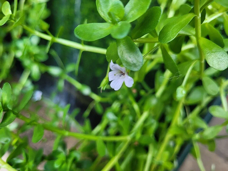 Brahmi