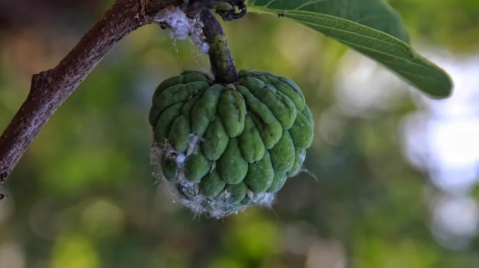 Custard apple