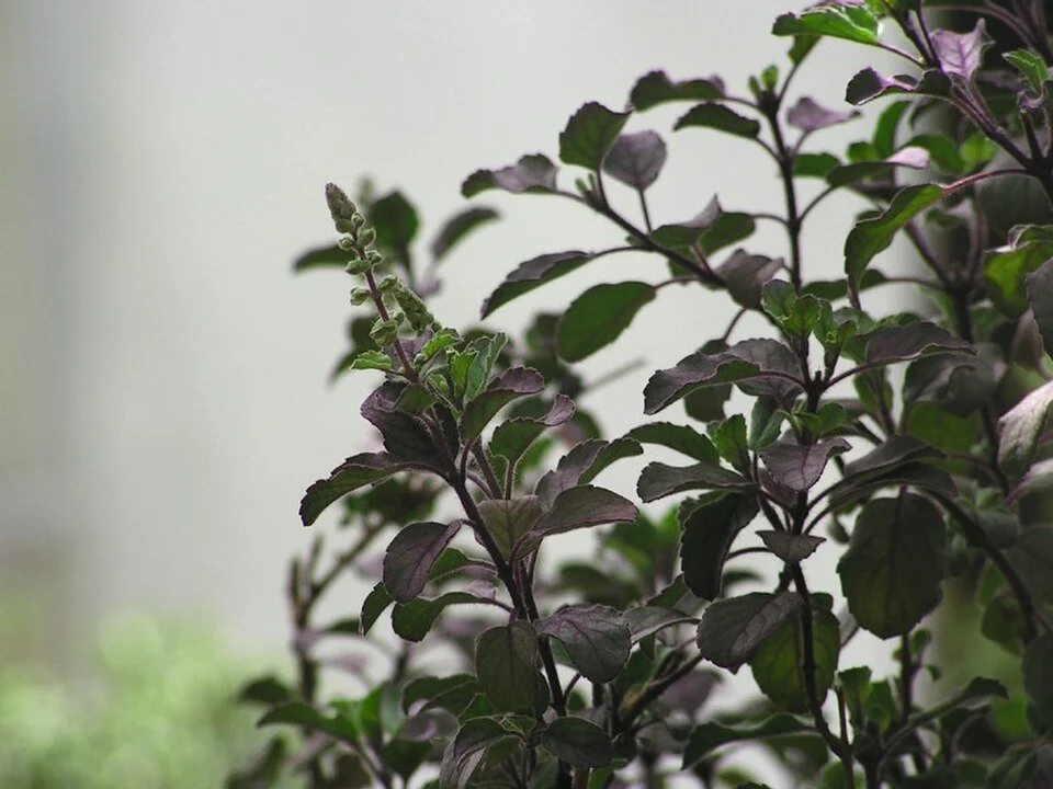 Tulsi