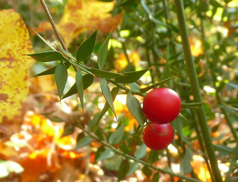 Butcher's Broom