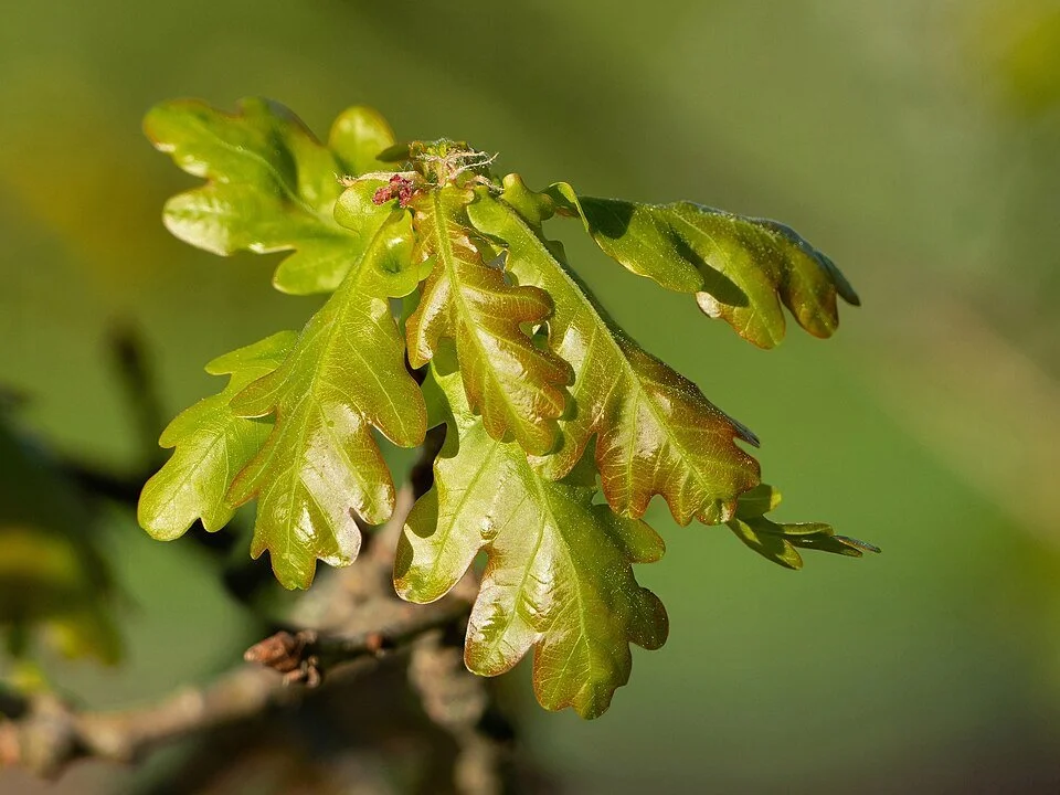 Oak (Pedunculate/English)
