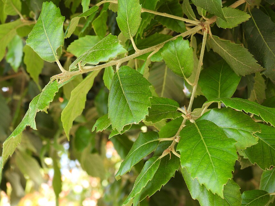 Oak (Holm)