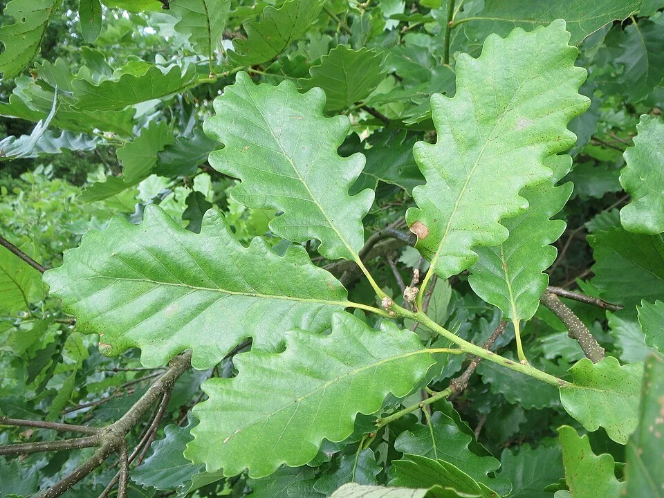 Oak (Sessile)