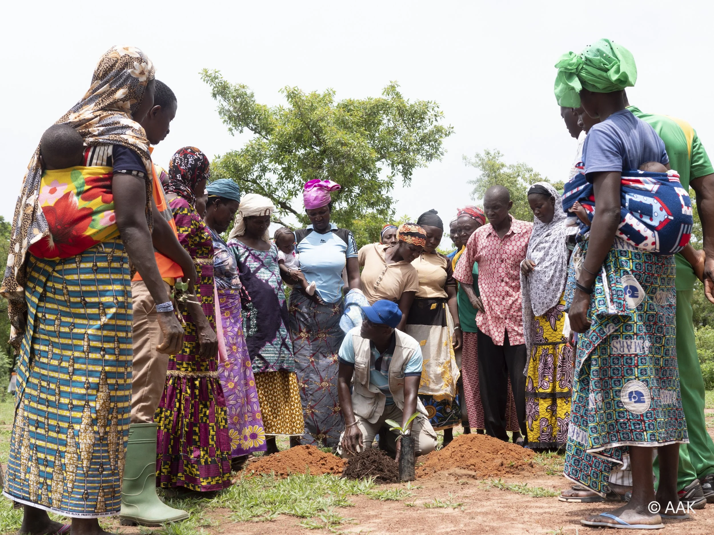 FairWild Certifies AAK’s Kolo Nafaso Shea Program – Empowering 230,000 Women and Protecting Wild Shea Landscapes