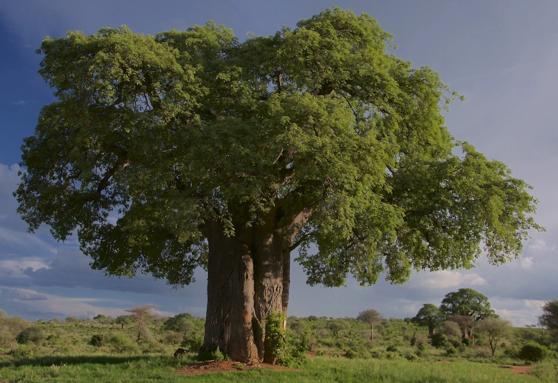 Espen Organics Senegal (EOSEN) Sarl