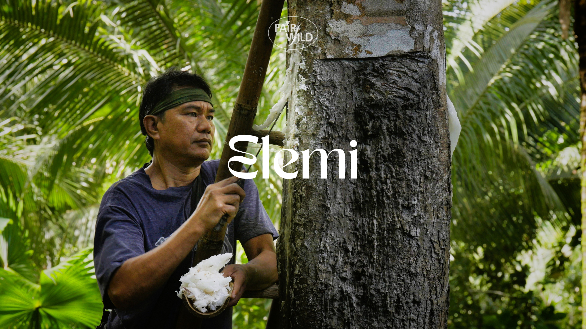 Elemi gum harvester in the Philippines