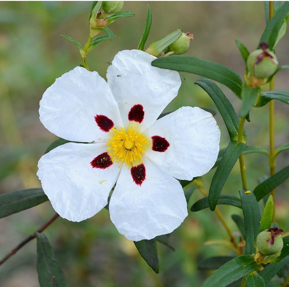 Himalayan Labdanum — FairWild Foundation