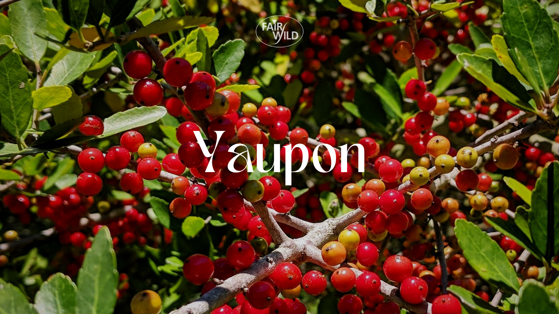 Yaupon berries - FairWild certified