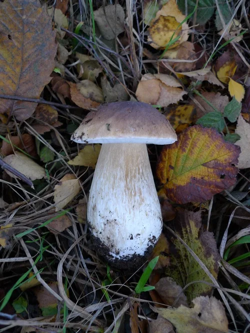 Cep mushroom — FairWild Foundation