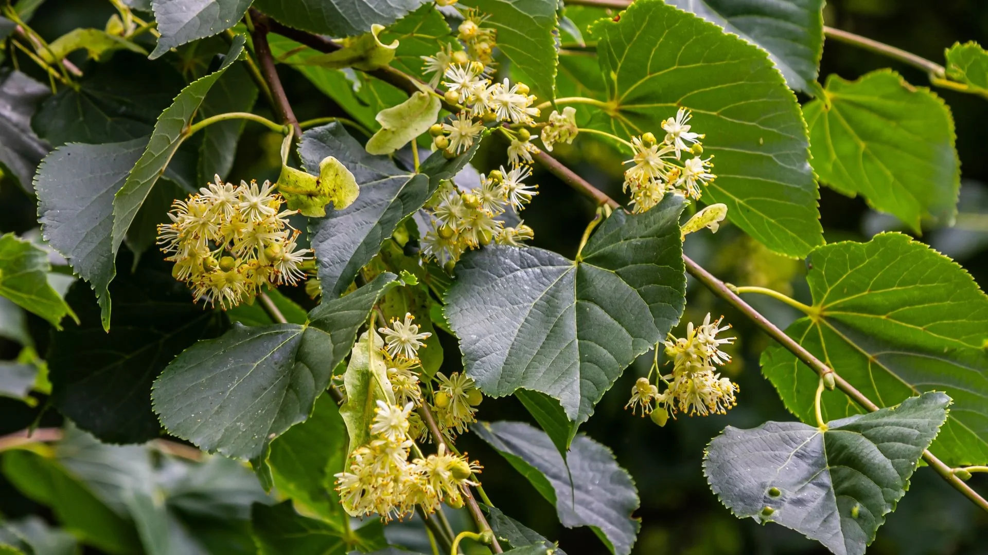 Linden flowers and leaves