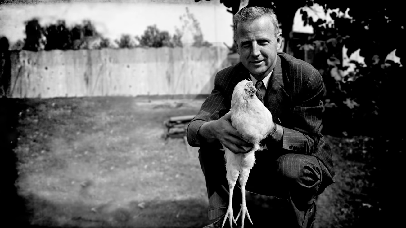 This Chicken Lived for Two Years Without a Head | History