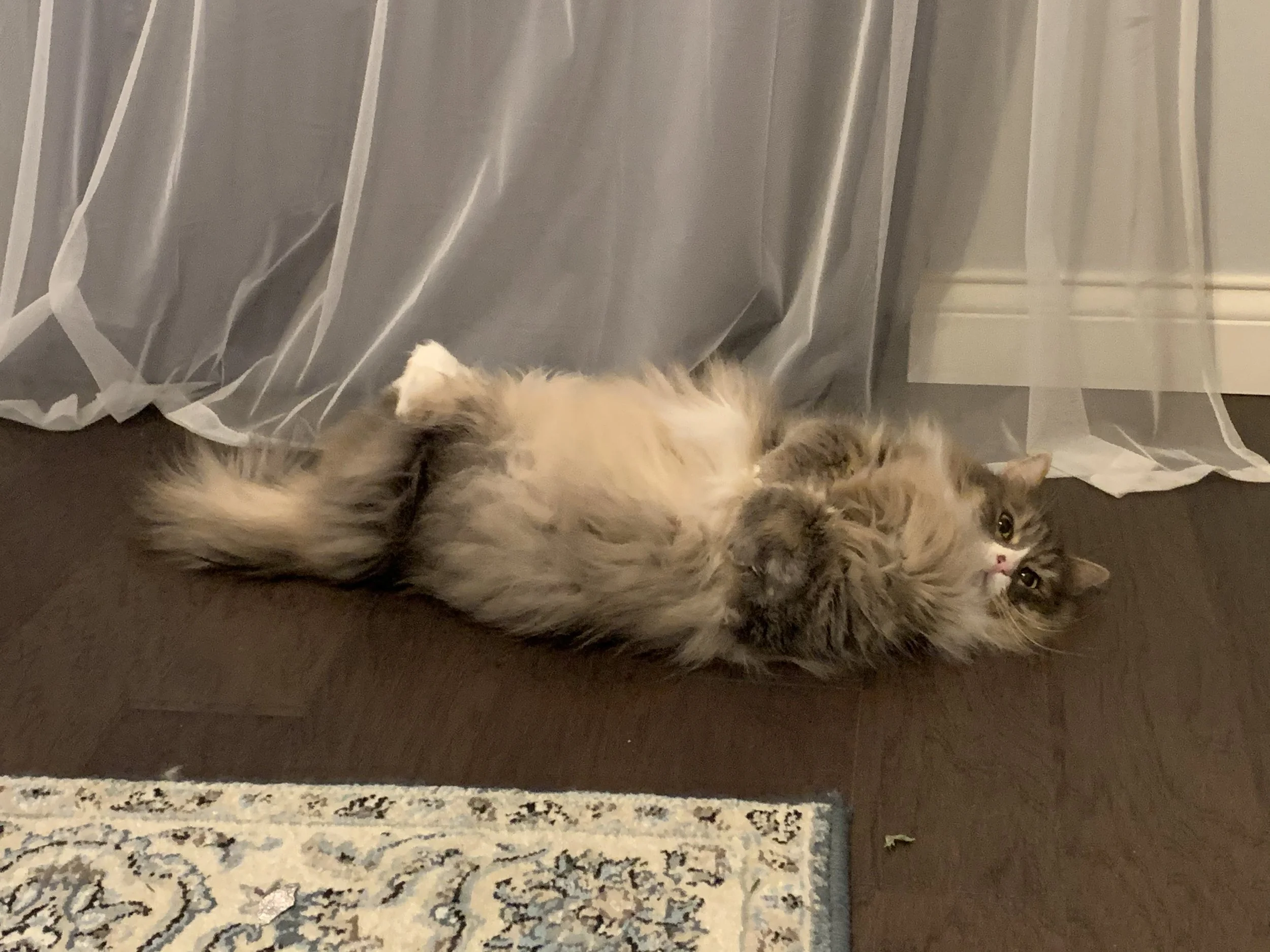 Willow
