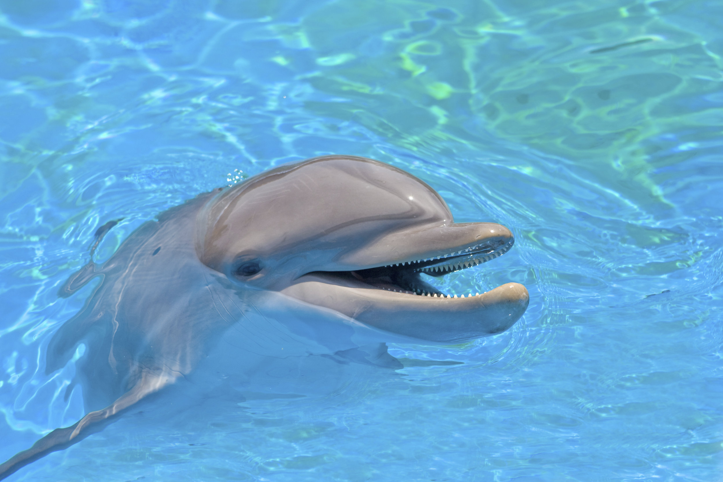 iStock_smiling dolphin6780245.jpg