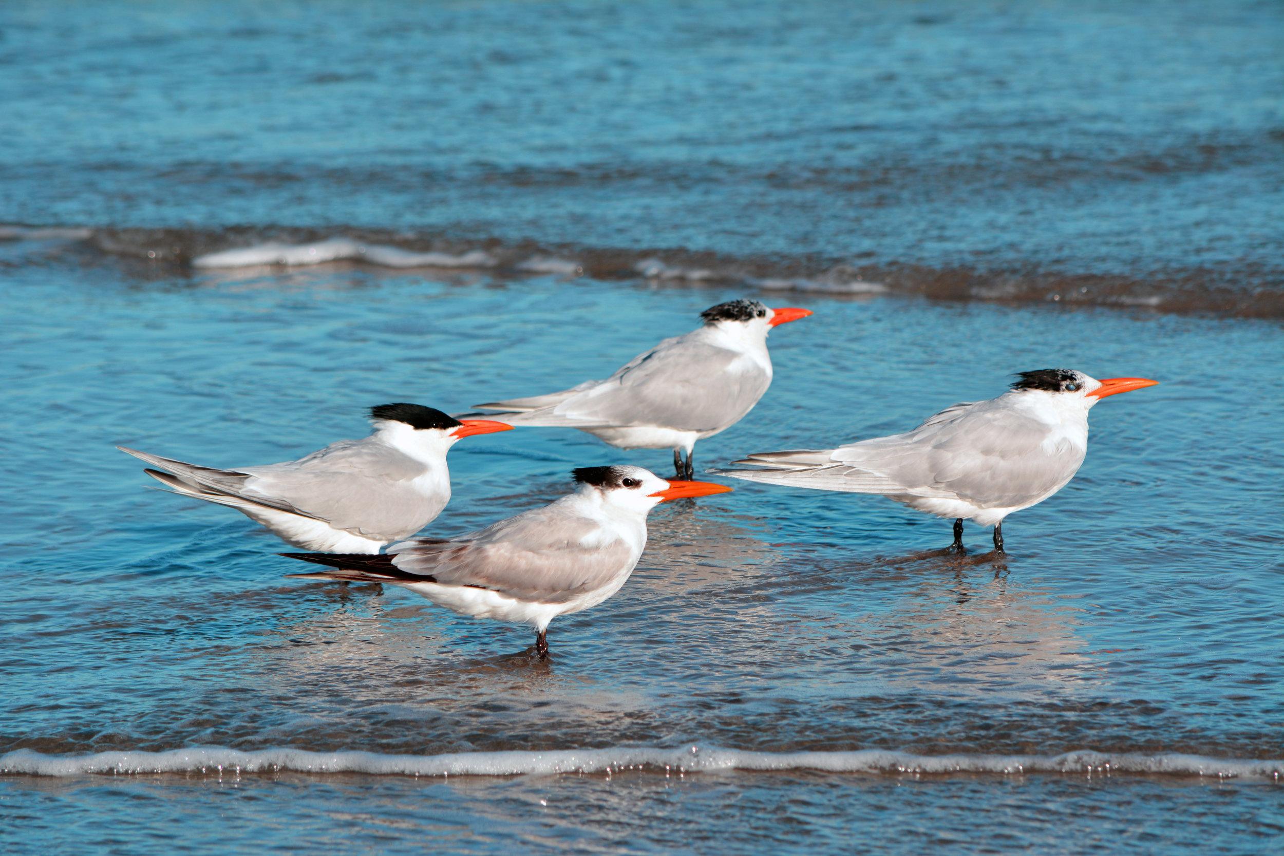 iStock-Four Royal Terns510081318.jpg