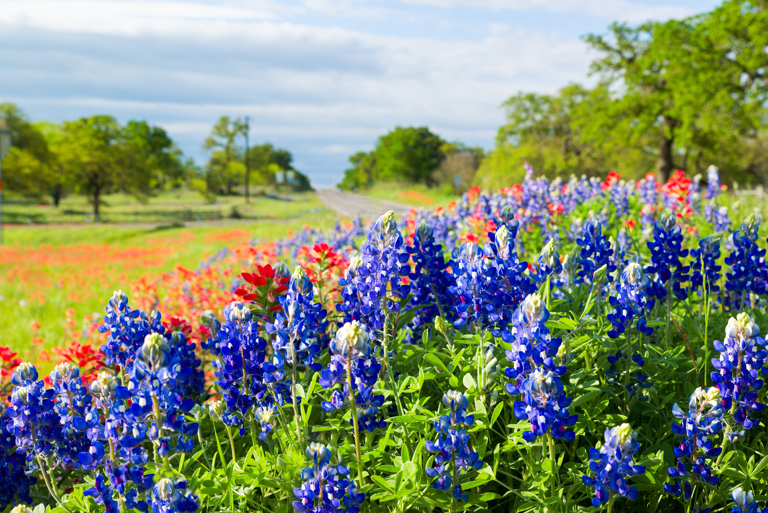 iStock-Texas wildflowers522745416.jpg