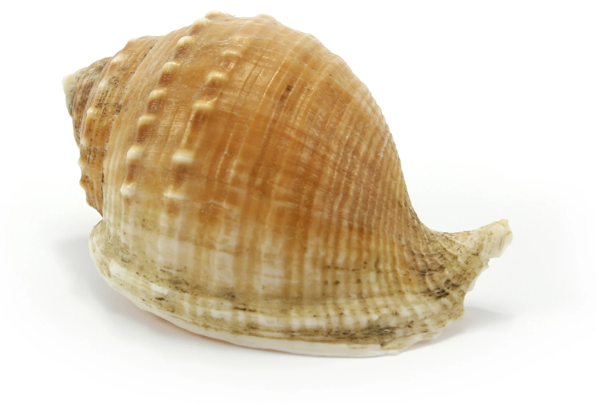 dreamstimefree_SEA SHELL1065443-crop.jpg