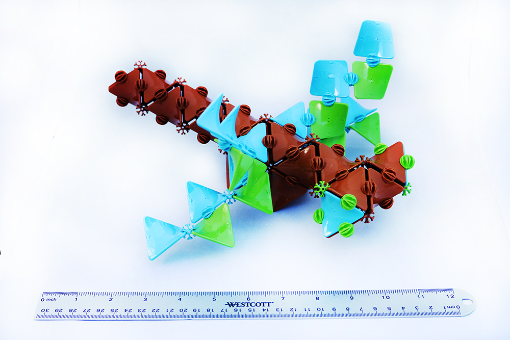 Dragonfly Measurement Resized.png