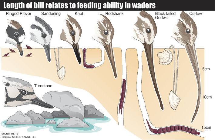 Birds-on-Marshes.png